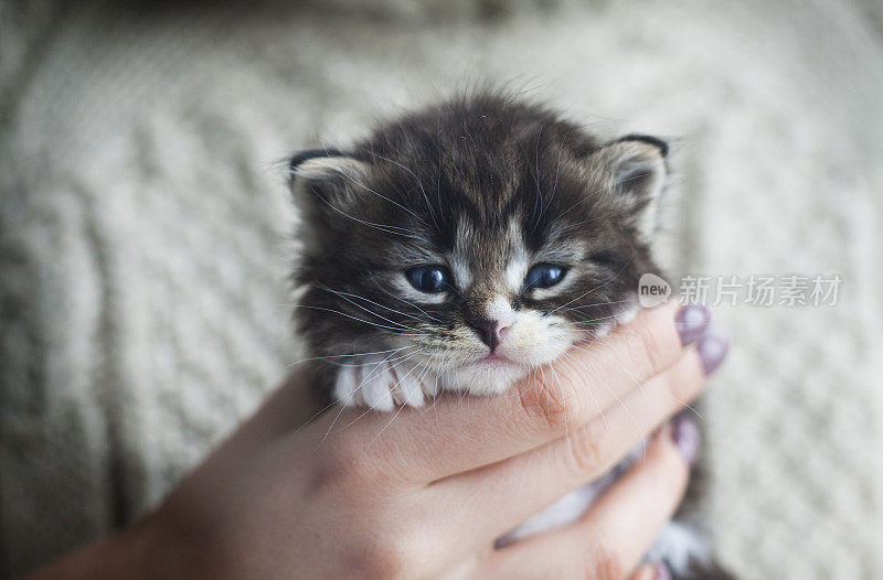 美丽的虎斑猫在一个年轻女孩的手中