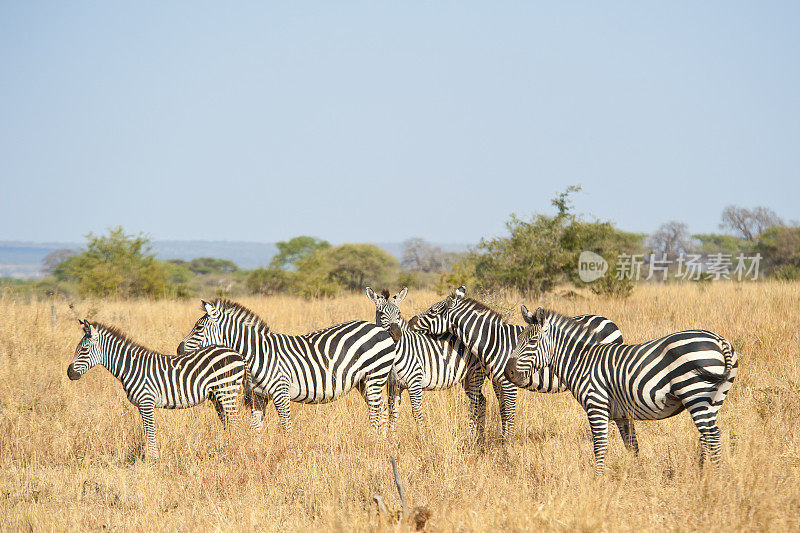 坦桑尼亚的塞伦盖蒂，一群斑马排成一行