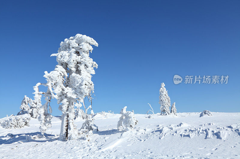 阳光winterday