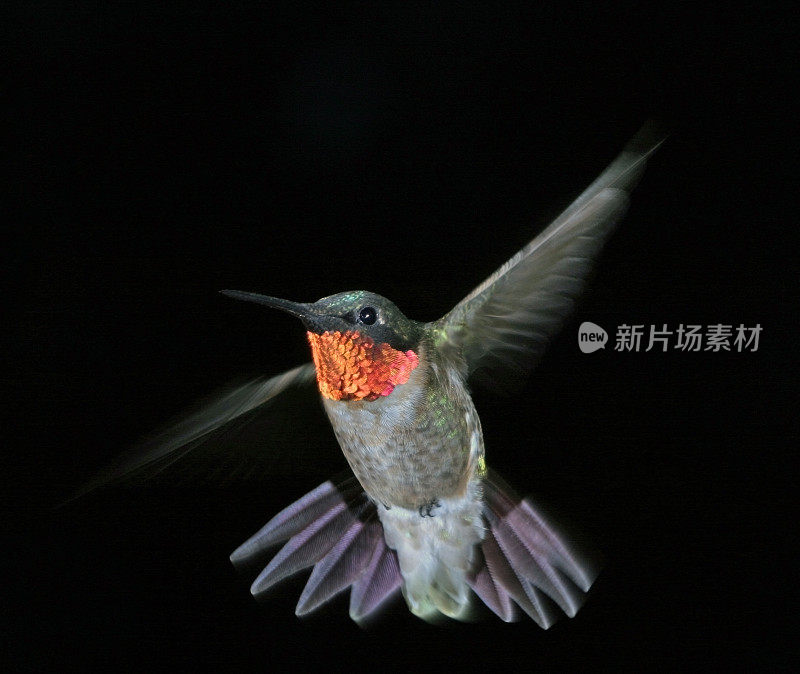 红宝石喉蜂鸟