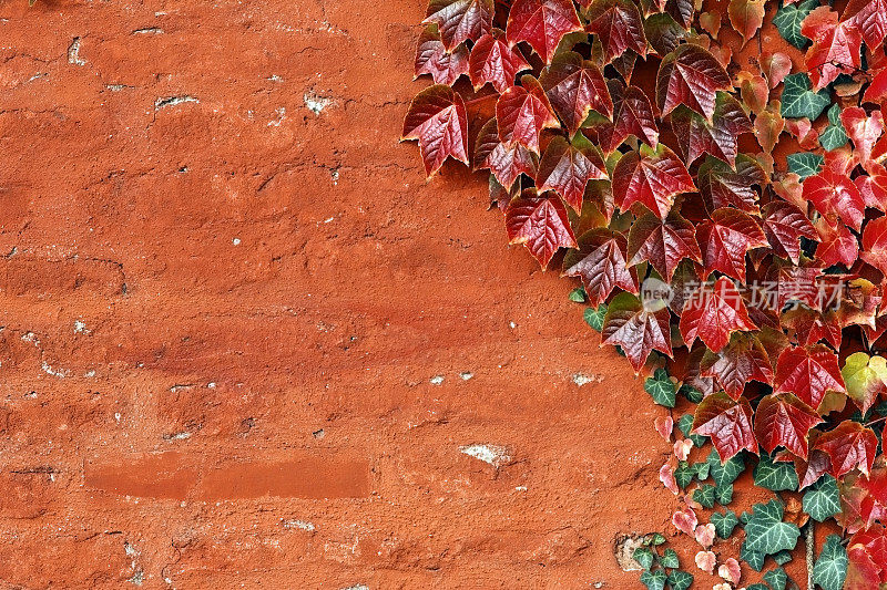 古老的红墙，爬满了波士顿常春藤。