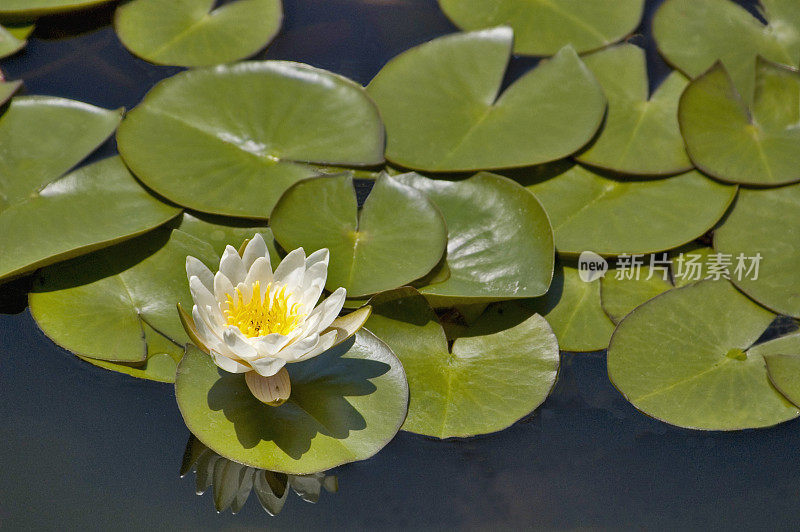 阳光下的睡莲