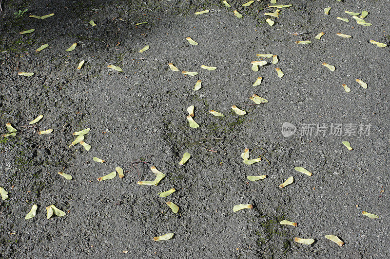 枫树的种子落在碎石地上