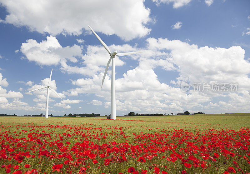 红色罂粟田里的风力涡轮机。蓝色的天空。