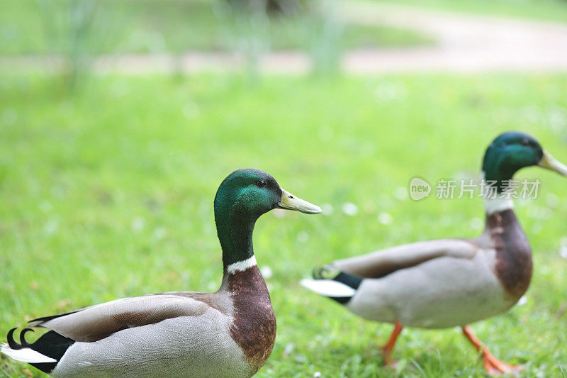 鸭子夫妇在绿色的背景