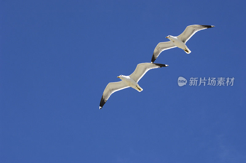 加利福尼亚海鸥在头顶飞过