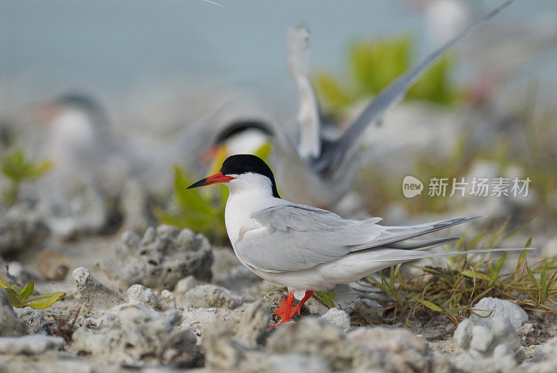 粉红燕鸥