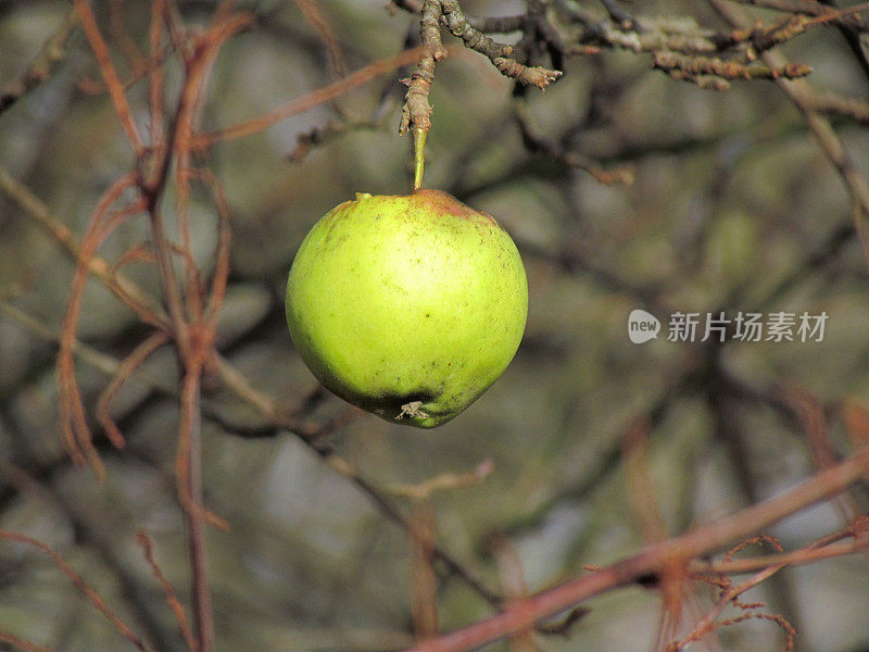 最后一个苹果