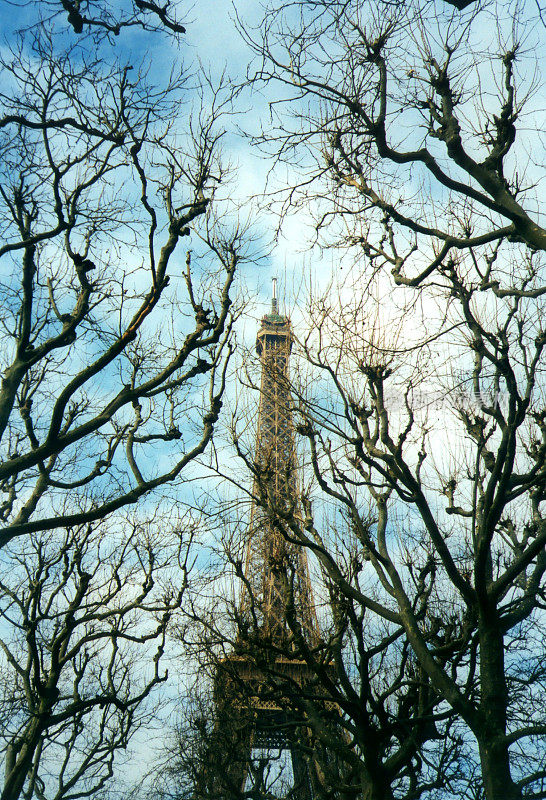 巴黎，埃菲尔铁塔在冬天的树木之上