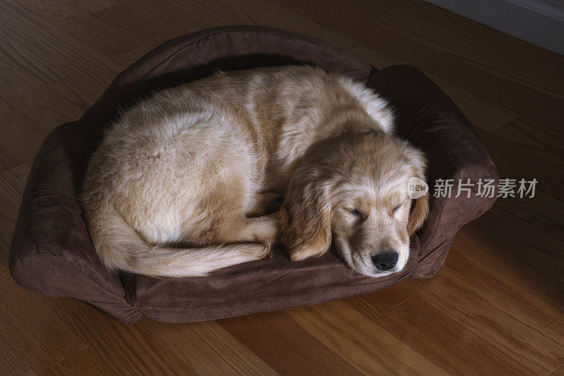 金毛小狗睡在沙发形状的狗床上