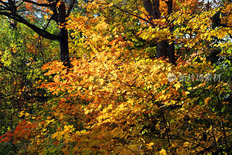 加拿大:唐河谷秋天的色彩