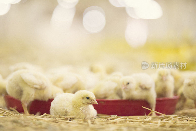一群小鸡在农场喂食
