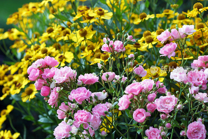 玫瑰和helenium