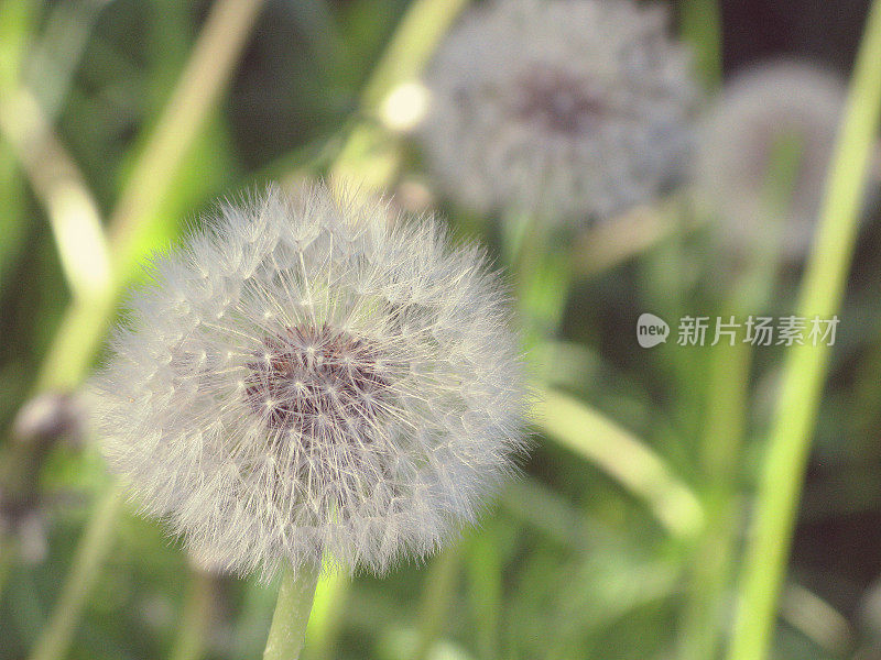 水平毛茸茸的蒲公英和模糊的茎