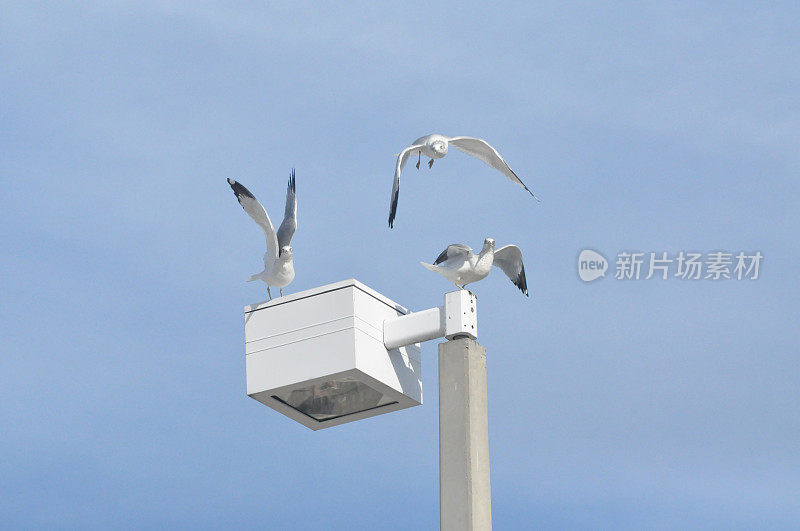 三只海鸥在着陆区