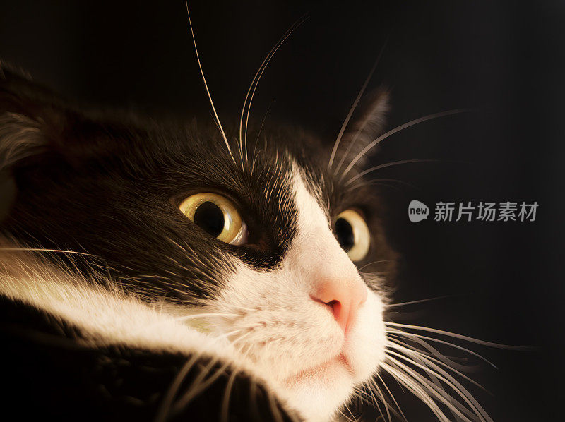 可疑的猫