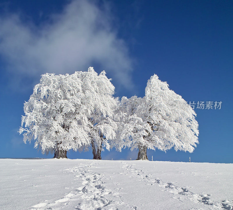 冬天的雪景与树群