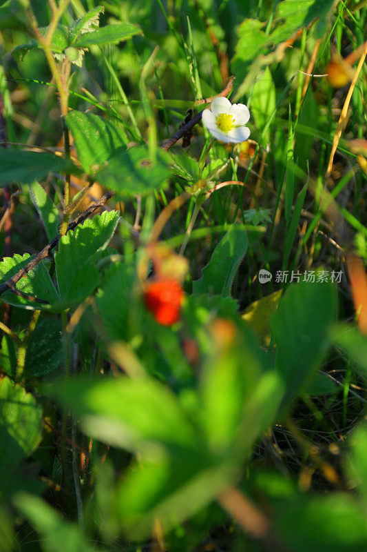 野生草莓的花