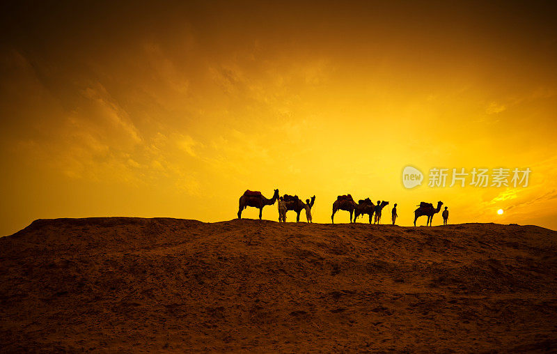 沙漠里的骆驼游猎