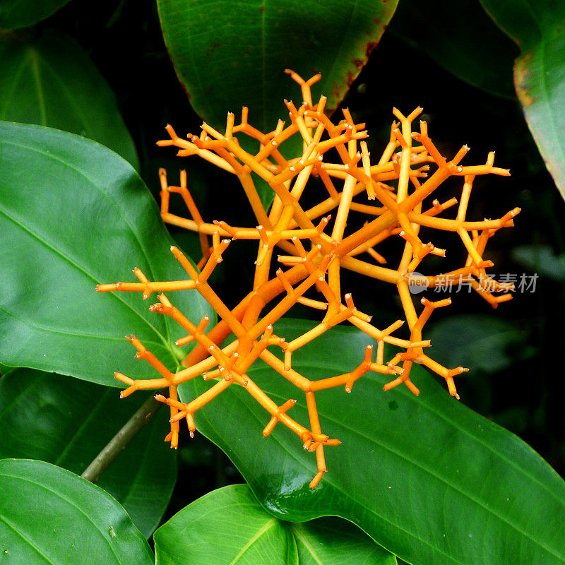 珊瑚Medinilla