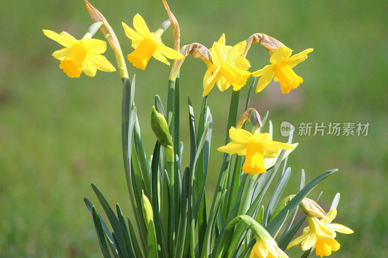 映入眼帘的是一丛丛水仙花，模糊了草坪背景