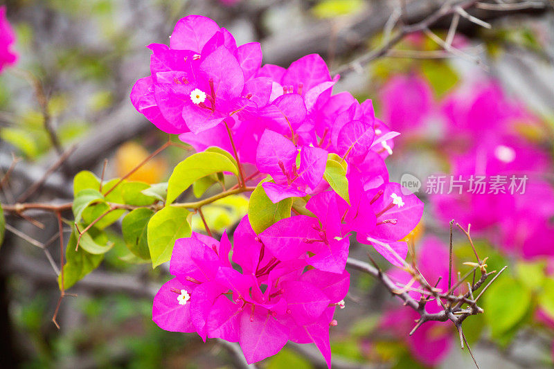 紫色的叶子花属