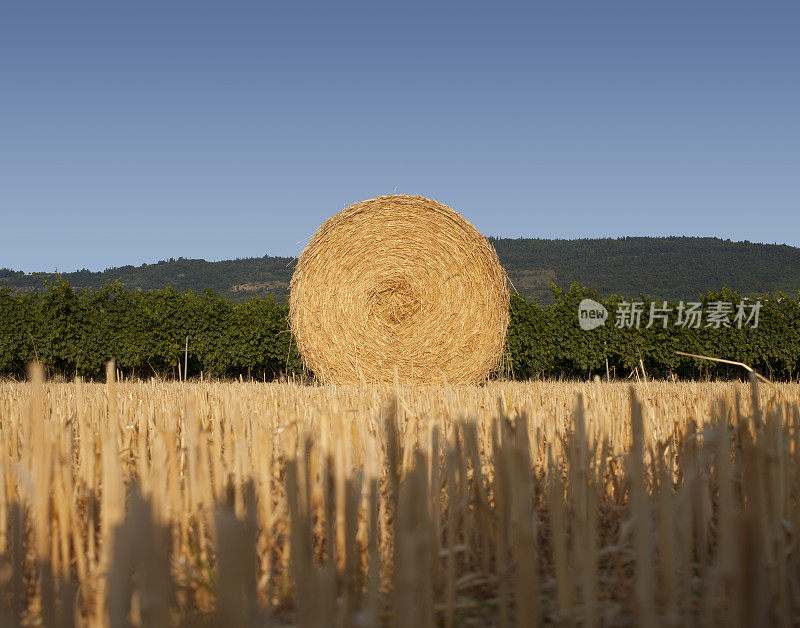 田里的稻草捆