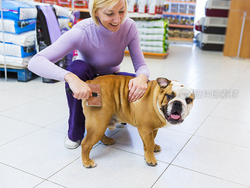 可爱的英国斗牛犬在宠物店…女主人正在给它梳毛