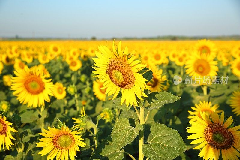 向日葵田