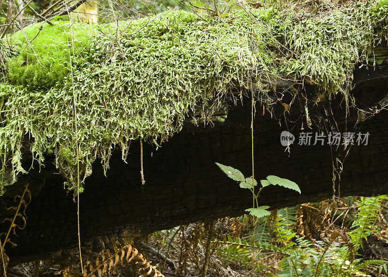 长满青苔的树干