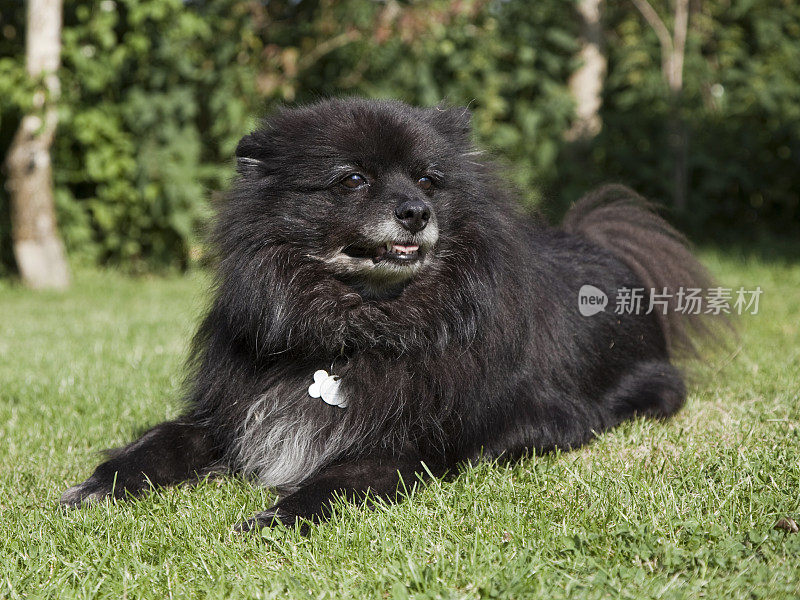 小黑博美犬(XL)