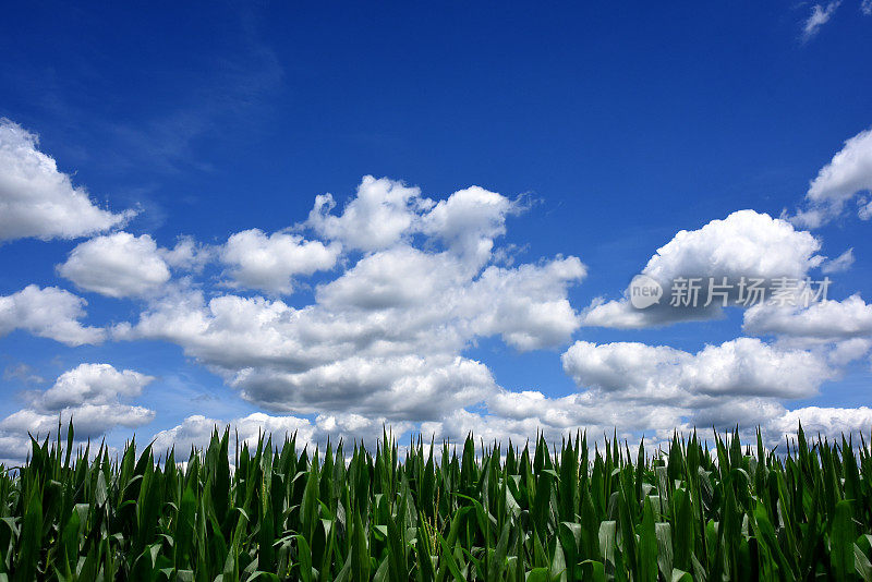 多云天空下的玉米