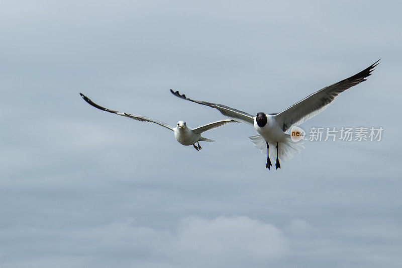 一对飞翔的海鸥