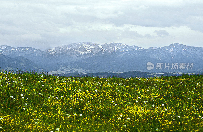 高山草甸