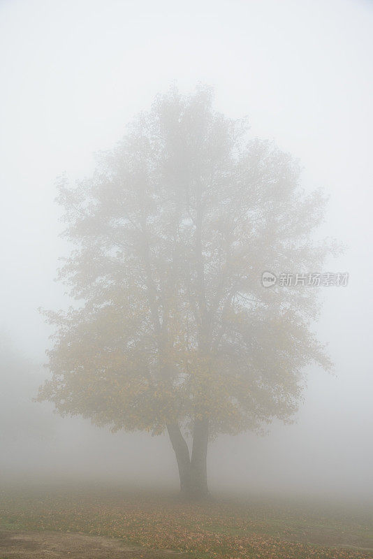 浓雾中的大树