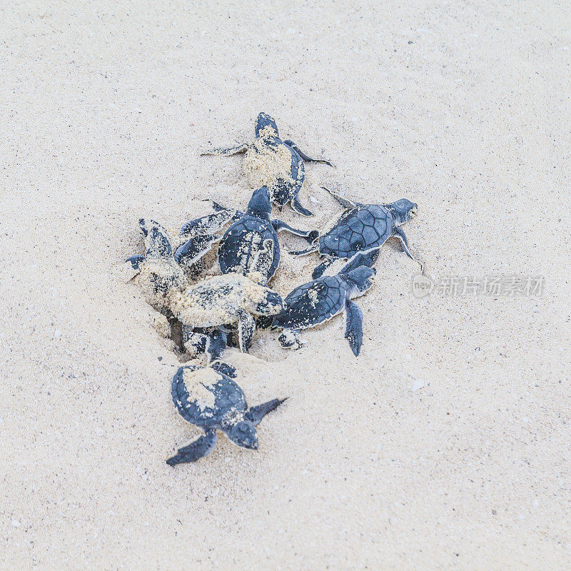 刚孵出的海龟从沙中发芽。