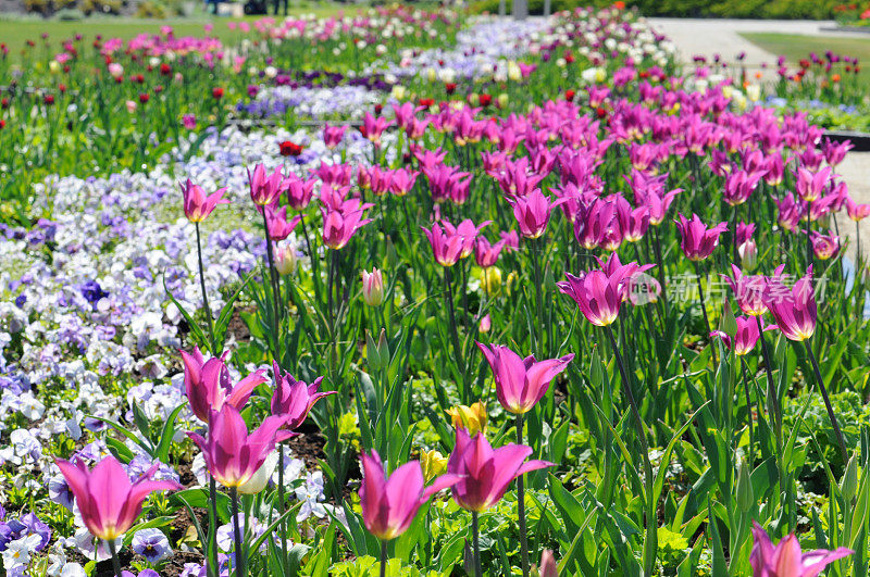 有郁金香花坛的花园