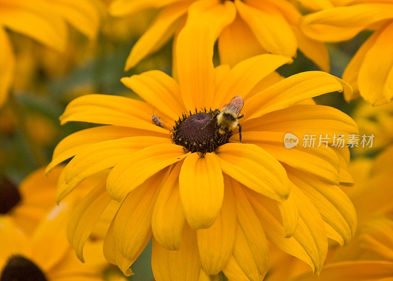 大黄蜂在黄花上