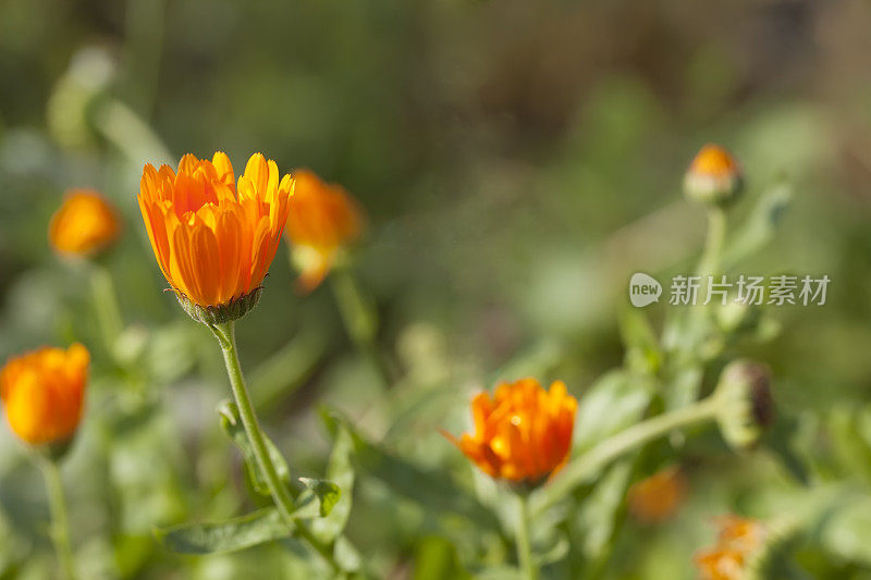 金盏花(金盏花)