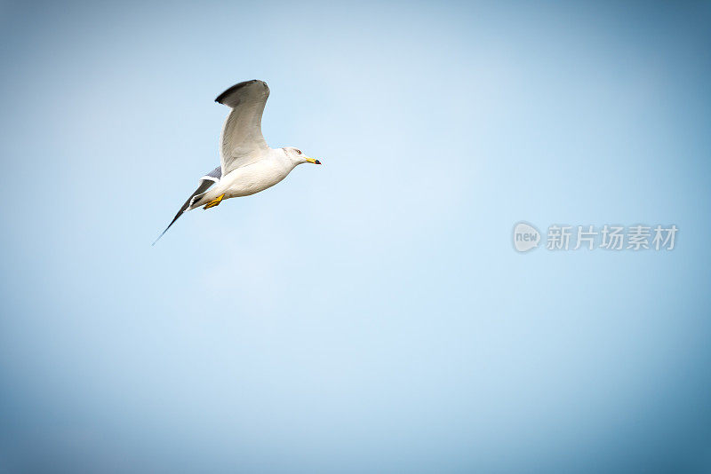 天空中的海鸥