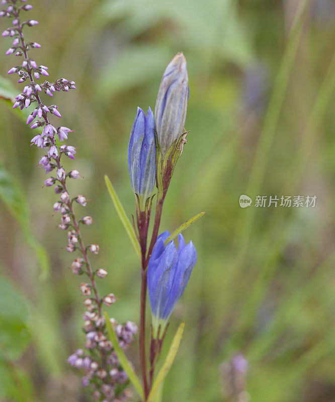 龙胆(龙胆)