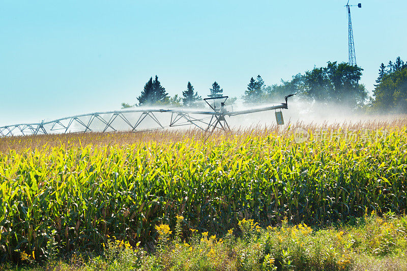 灌溉系统灌溉玉米田，农场，美国明尼苏达州农村