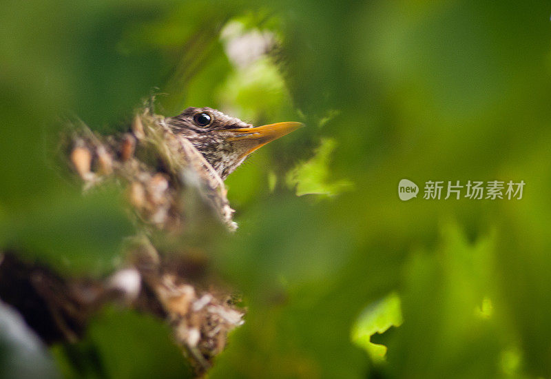 黑鸟在她的巢上