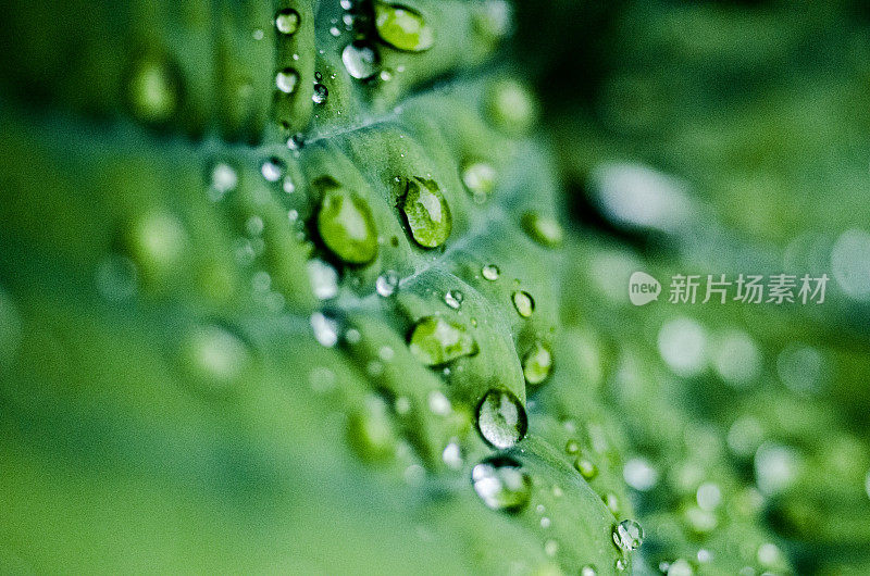 带雨滴的叶子