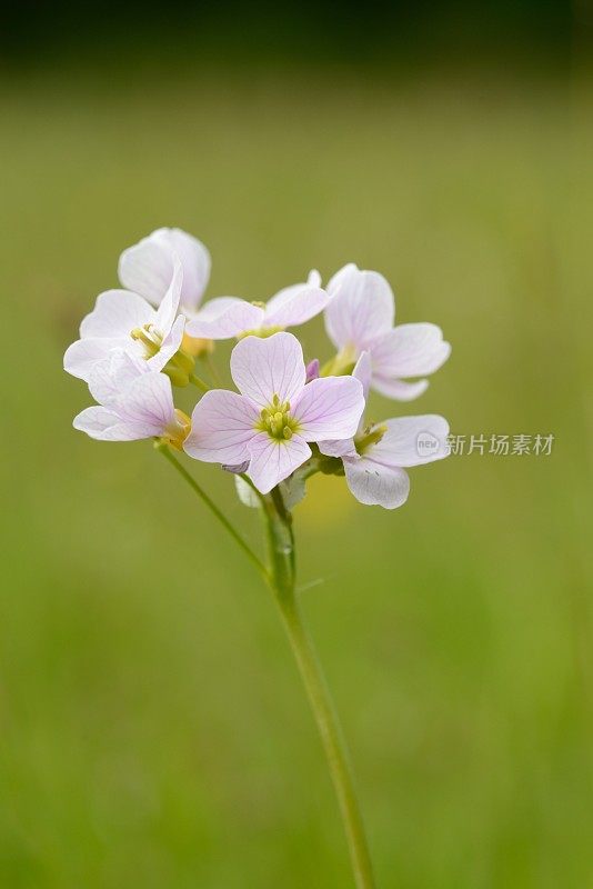 草地碎米(杜鹃花或女罩衫)