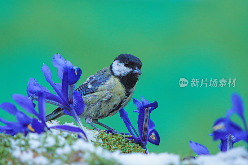 春天的大山雀