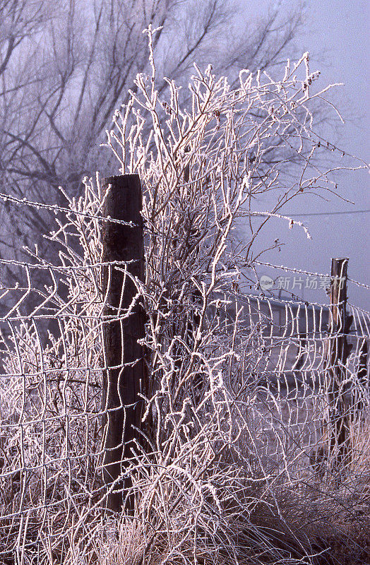 犹他州费尔菲尔德附近的老篱笆白霜无叶灌木冬天