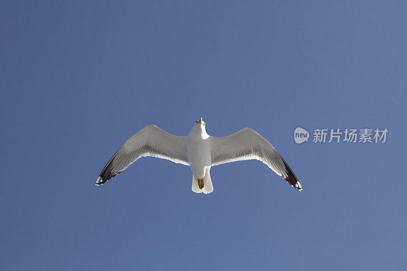 白色的海鸥在蓝天中飞翔