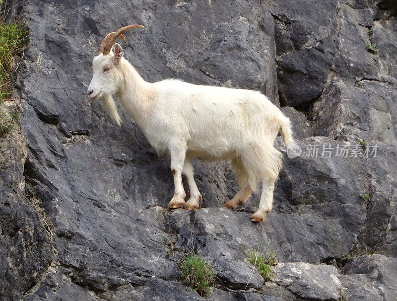野生的白色山羊爬在岩石上，悬崖上
