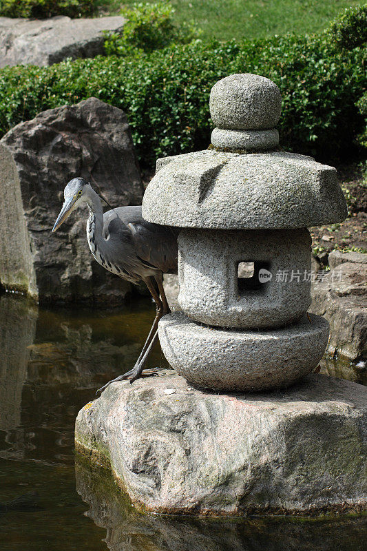 荷兰公园京都花园的鹤